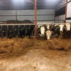 Silage/haylage      15 bales