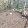 roosters Image 2