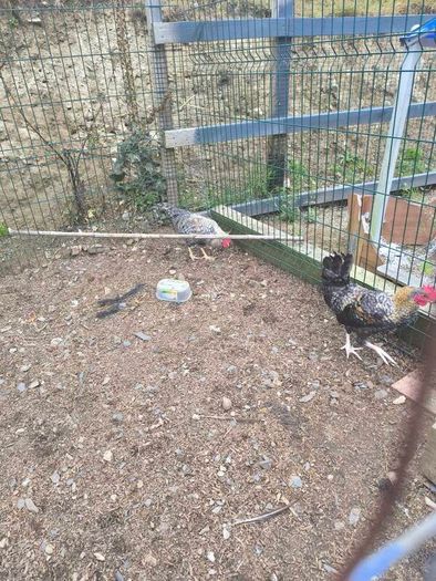 roosters