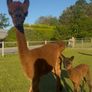 Female alpacas for sale Image 2