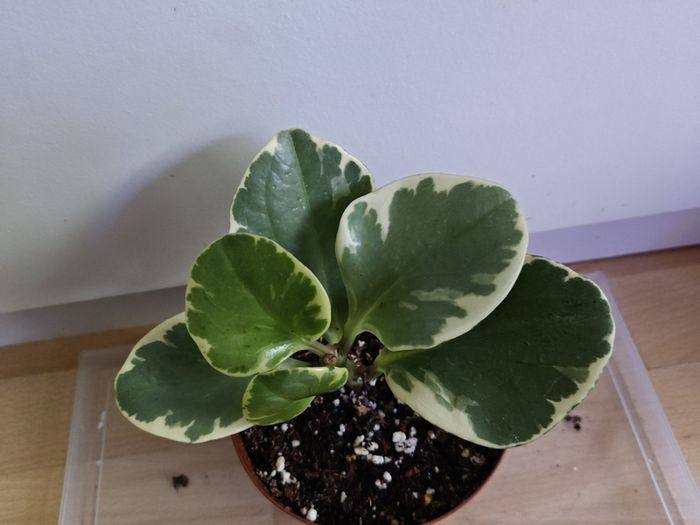 Houseplants