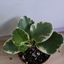 Houseplants Image 2