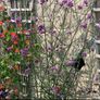 Verbena bonariensis Image 4