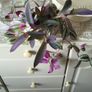 Trailing plants. Image 4