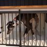 Large Dog Crate Image 2