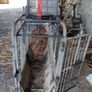 Sheep Weighing Scales Image 5