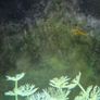 Ciano Image 6
