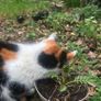Valerian perennial medicinal plant that cats love Image 2