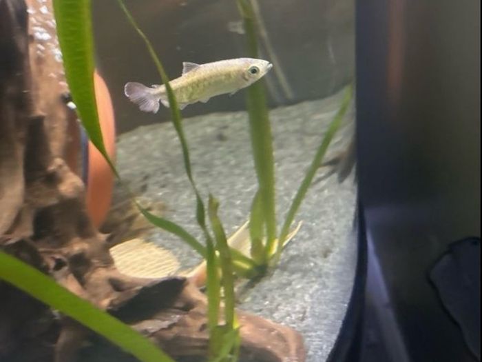 Fish ( Congo tetra female)