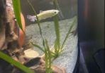 Fish ( Congo tetra female)