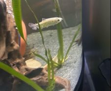 Fish ( Congo tetra female)