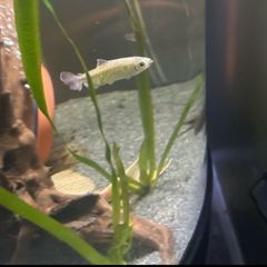Fish ( Congo tetra female)