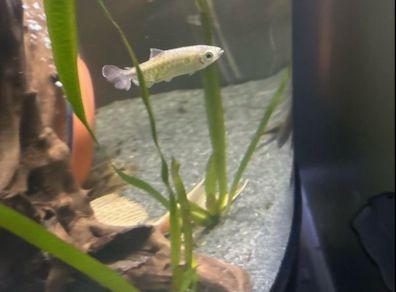 Fish ( Congo tetra female)