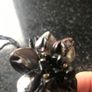 Ladies Necklace Image 7
