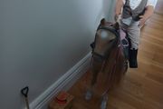 Toy