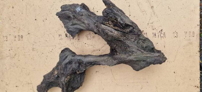 Collection of 4 Ancient Irish Bog Oak Pieces