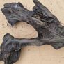 Collection of 4 Ancient Irish Bog Oak Pieces Image 7