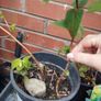 Hypericum plant in a pot Image 3