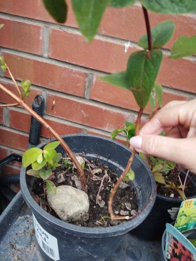 Hypericum plant in a pot