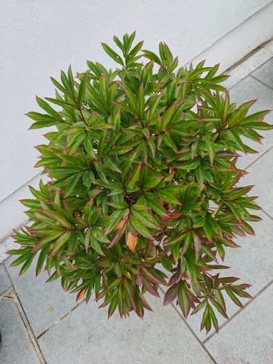 Paeonia lactiflora