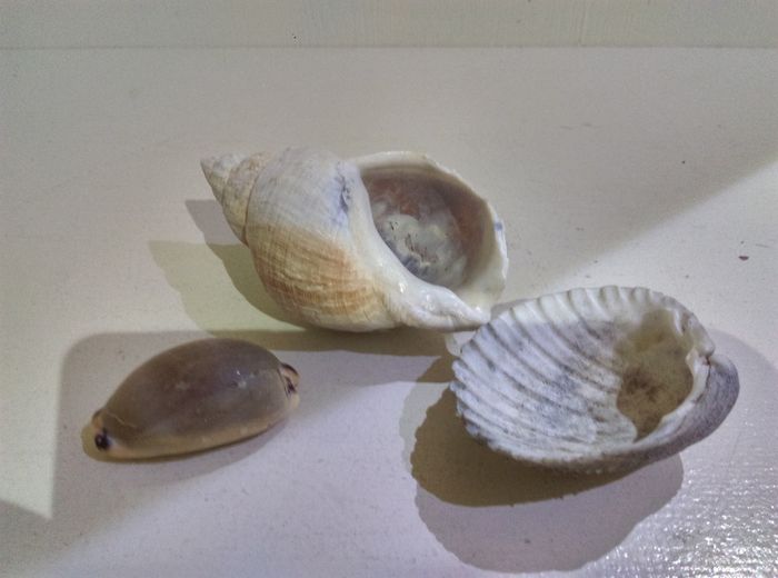 Sea Shells