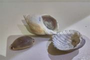 Sea Shells