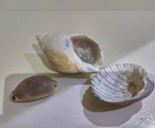 Sea Shells