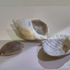 Sea Shells