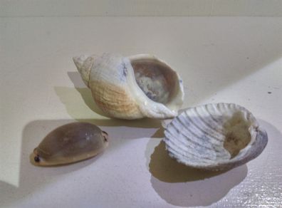 Sea Shells
