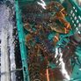 brown crabs , lobsters , crayfish , razor clams Image 8