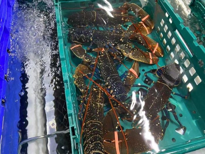 brown crabs , lobsters  , razor clams