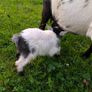 Pygmy Goats Image 7