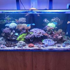 Marine Tank