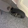 scooter Image 4