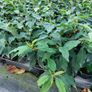 Portuguese Laurel Hedging Image 7