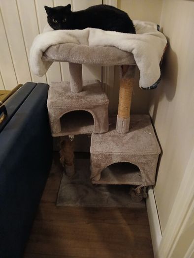 free cat tree