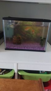 Free fish tank and 2 goldfish
