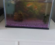 Free fish tank and 2 goldfish