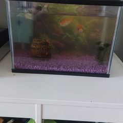 Free fish tank and 2 goldfish
