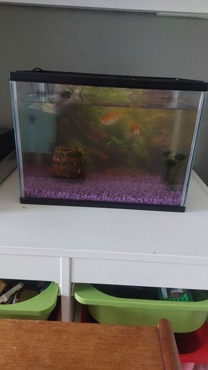 Free fish tank and 2 goldfish