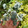Eucalyptus cinerea tree Image 2