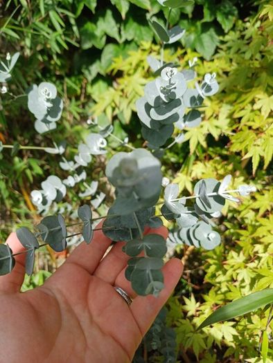 Eucalyptus cinerea tree