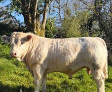 PBR Charolais bulls