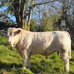 PBR Charolais bulls