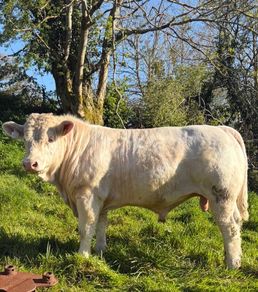 PBR Charolais bulls