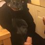 Gorilla onesie fancy dress outfit Image 4