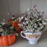 Callisia repens.House plant Image 4