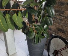 BIG plant
