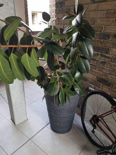 BIG plant