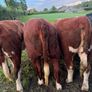 Purebred heifers Image 6